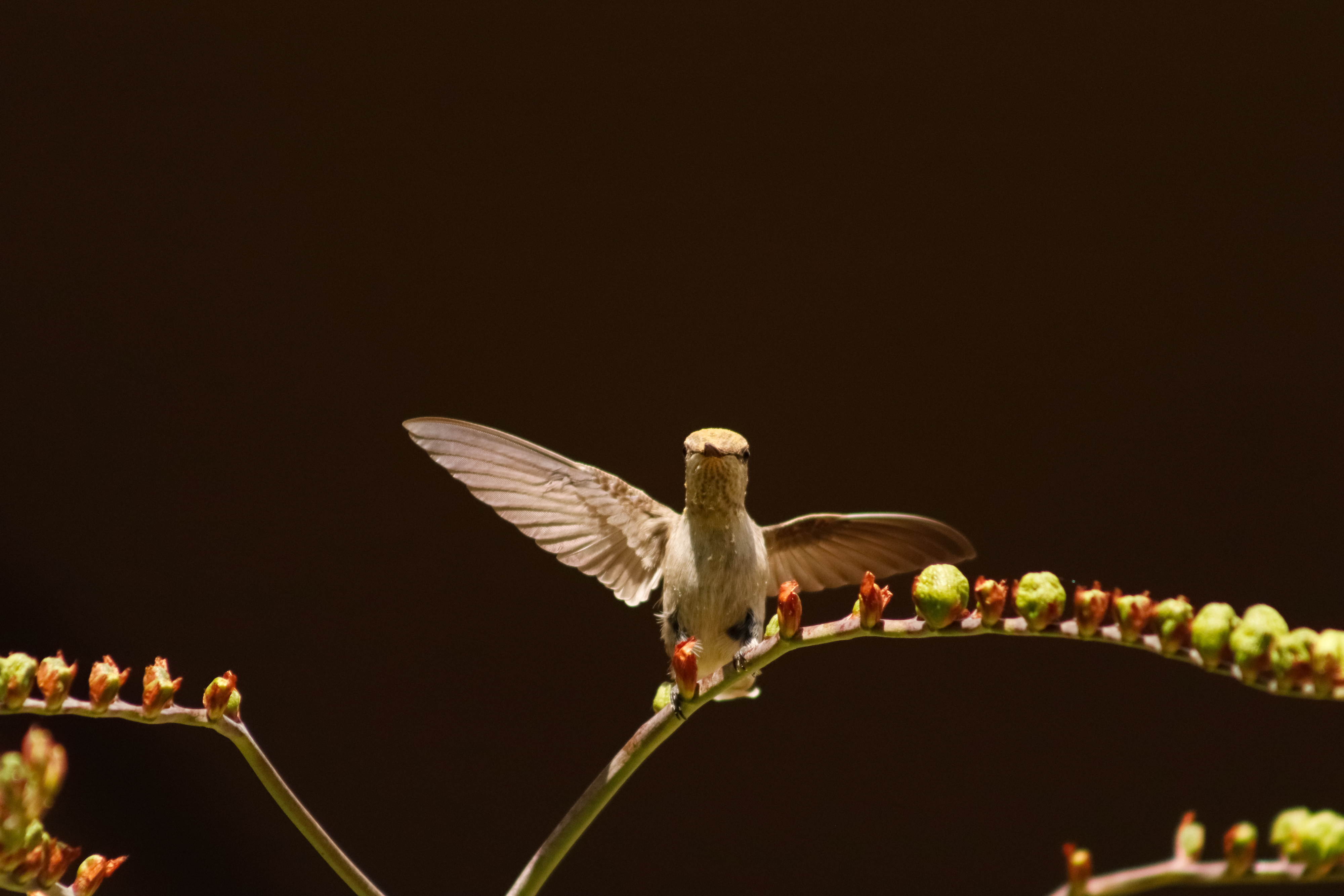 Anna's Hummingbird spreading its wings